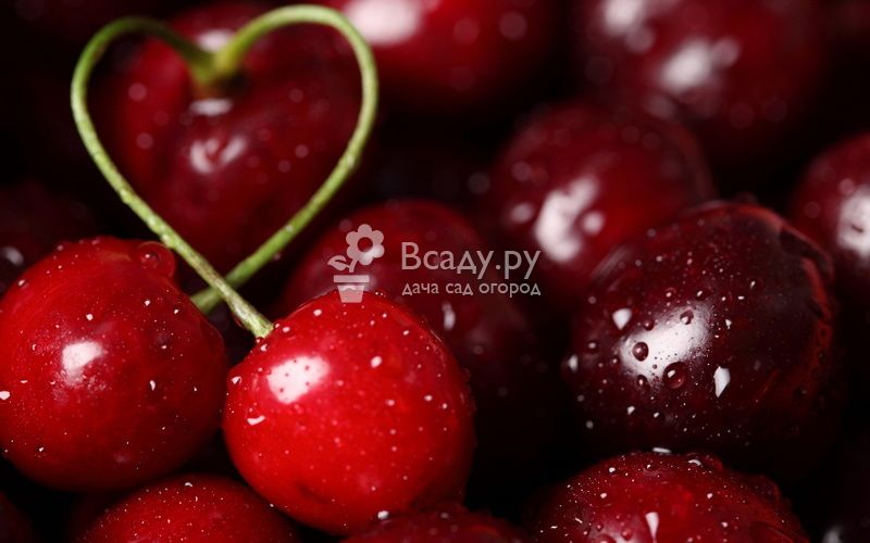 Полезные свойства вишни, чем кисло-сладкие плоды могут помочь нашему организму?