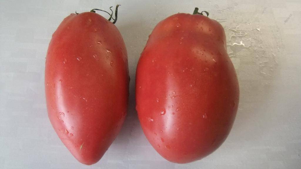 Стойкий томат «подсинское чудо» от минусинских селекционеров: описание сорта, фото