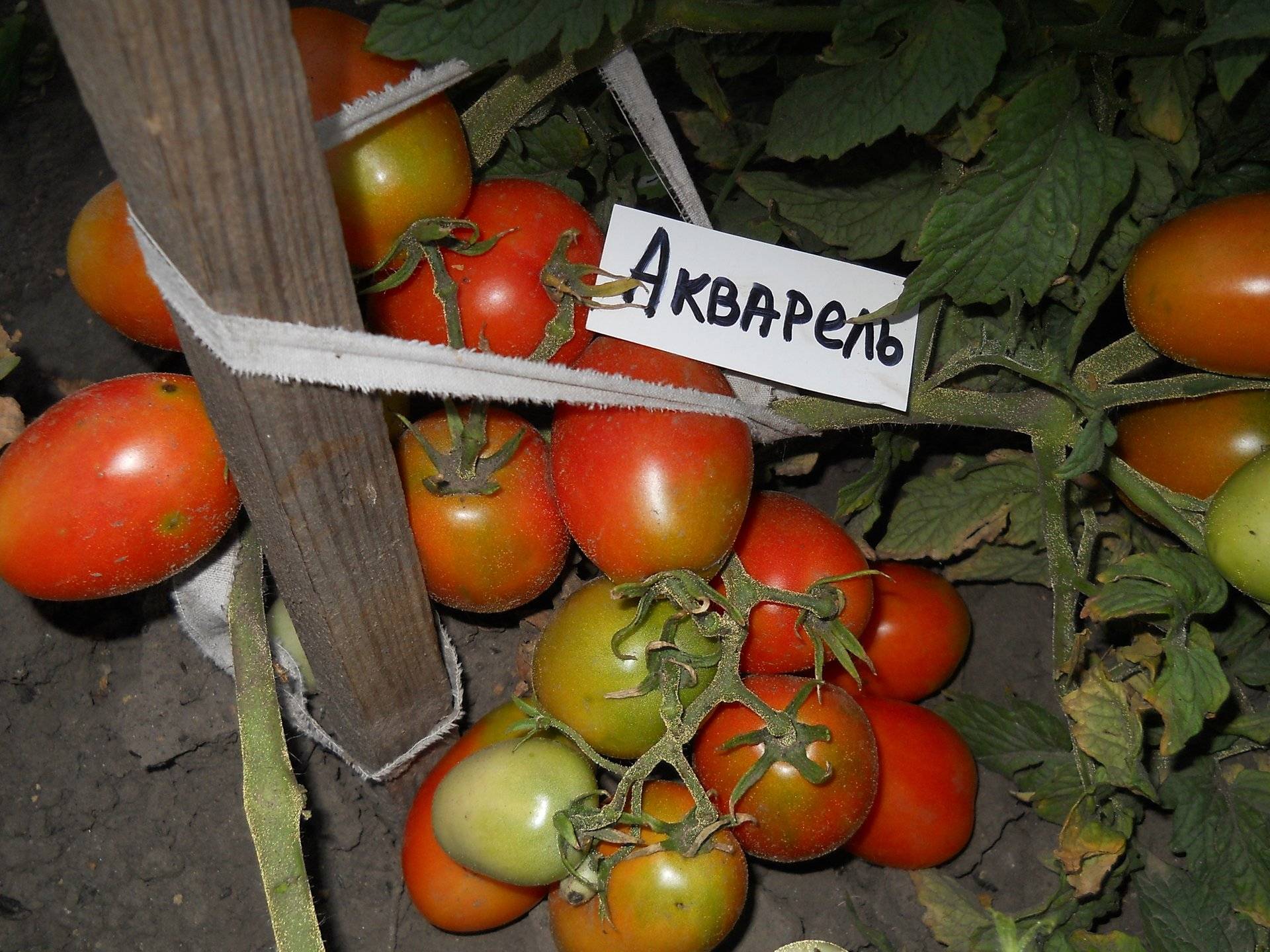 Лучшие сорта помидоров для выращивания в теплице (поликарбонатной или пленочной): обзор самых хороших томатов