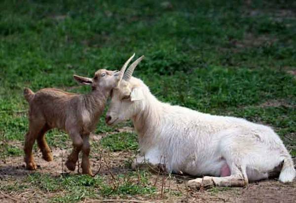 Мастит у коз – виды, признаки и лечение болезни