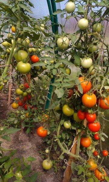 Описание сорта томата семеныч f1, особенности выращивания и урожайность