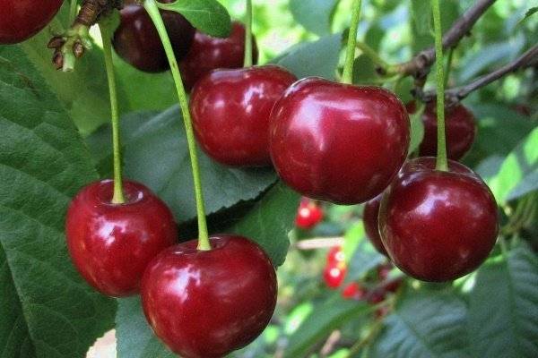 Обычная ягода с необычным вкусом: сорта войлочной вишни