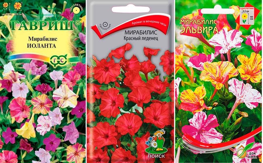 Цветок мирабилис: посадка и уход в открытом грунте, фото, лучшие сорта, когда и как сажать семенами