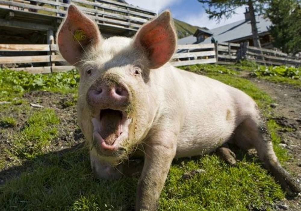 Кормовые дрожжи для свиней: виды, как правильно давать в домашних условиях