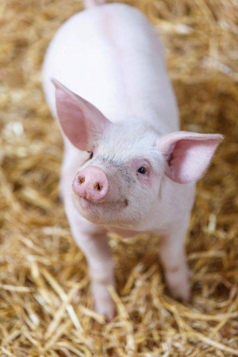 Стимуляторы роста для свиней — кормовые добавки и витамины