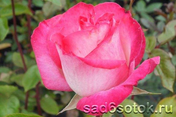 Pascali — чайно-гибридная роза с романтической внешностью и хорошей морозостойкостью