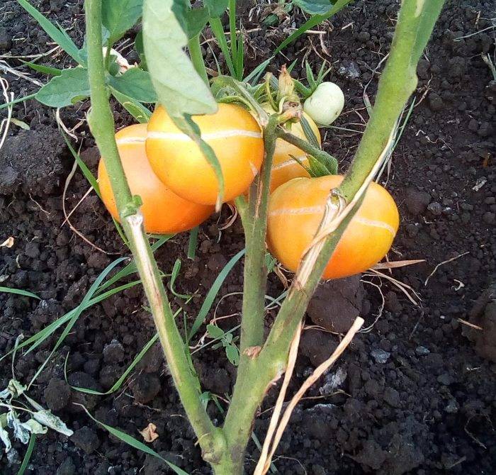 Почему трескаются помидоры при созревании причины как устранить