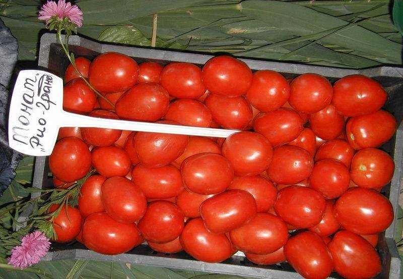 Описание томата рио фуего: характеристика и выращивание сорта