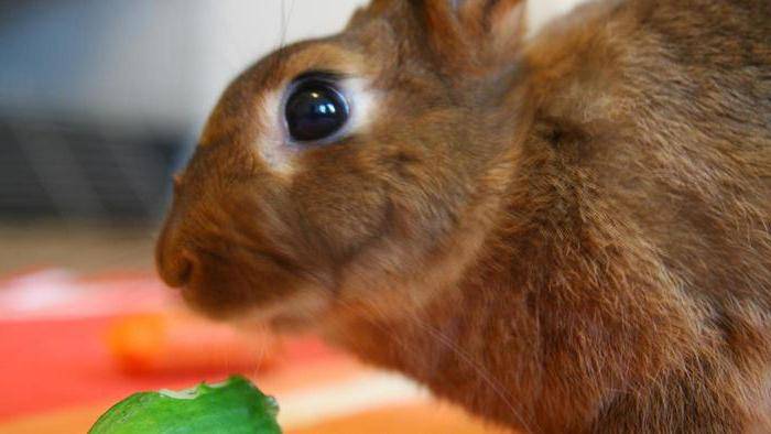 Как правильно кормить кроликов картофелем?