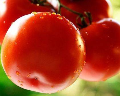 Характеристика и описание сорта томата Санрайз, его урожайность