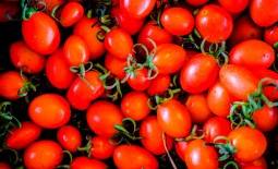 Общее описание и характеристики тепличного томата сахарок