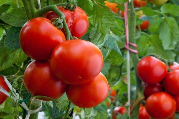 Завораживающие внешним видом плоды-биколоры с потрясающим вкусом: томат «мечта алисы»