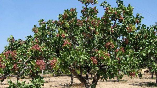 Фисташки: польза и вред, особенности выращивания фисташкового дерева