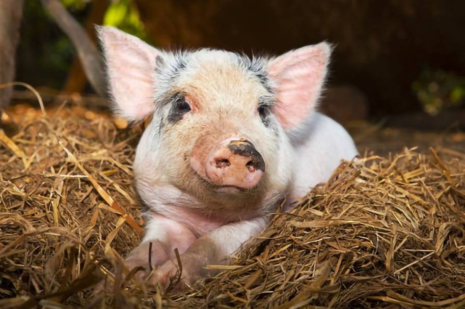 Причины появления глистов у свиней и поросят, правила лечения и меры профилактики