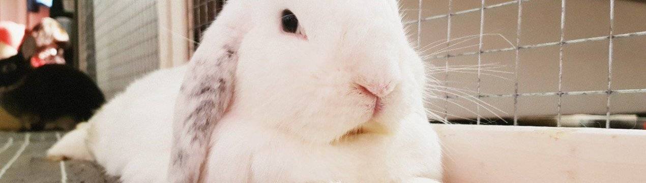 Можно кроликам укроп. Кролик ест редиску. Укроп и кролик. Видят ли кролики декоративные. Кролик и огурец.