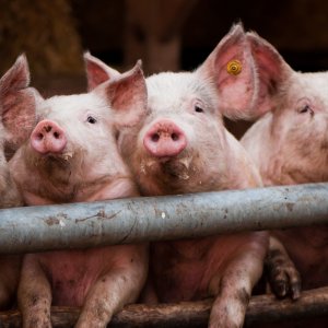 Нормальная температура у свиней и что делать, если она повышенная?
