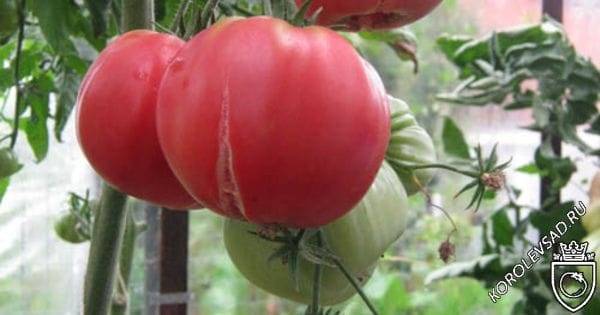 Описание сортов томатов брендивайн черный, желтый, розовый и красный