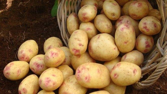 Картофель импала: характеристики сорта