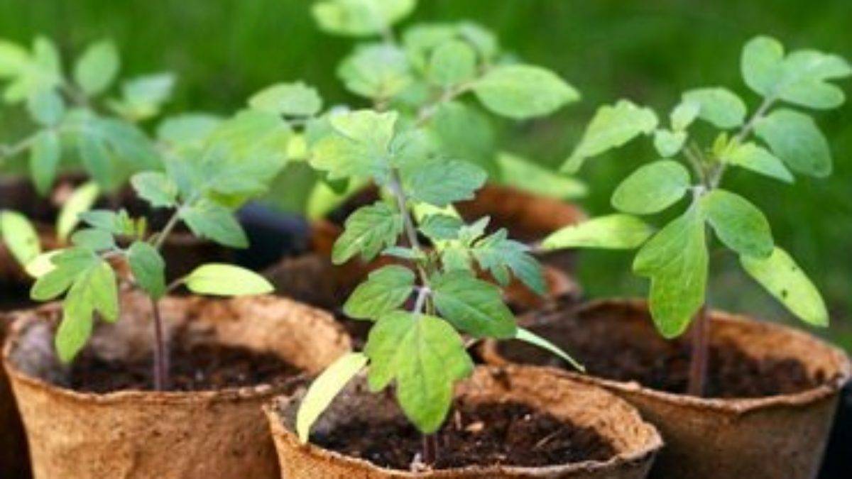 Как правильно сажать баклажаны на рассаду: правила посева, выращивания и ухода в домашних условиях
