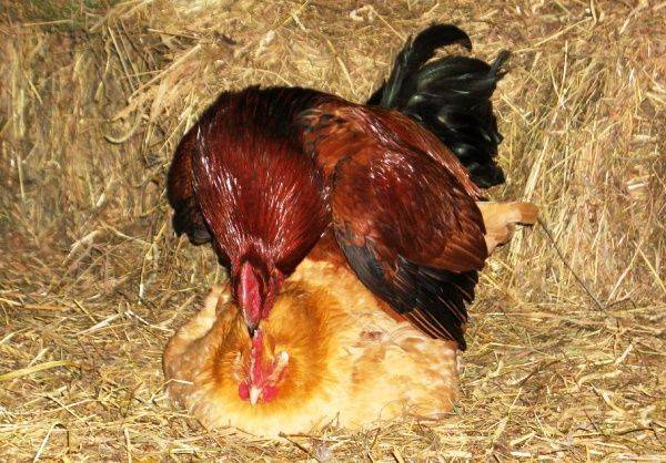 Брачные игры в курином семействе. как происходит процесс спаривания и что делать, если петух не оплодотворяет яйца?