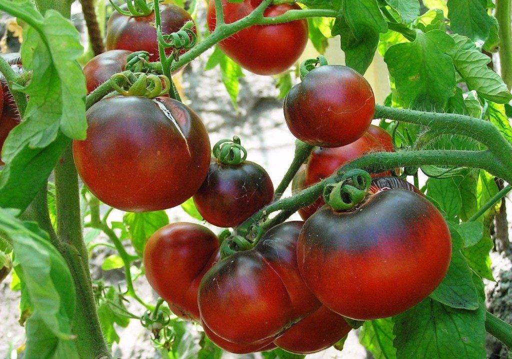 Томат черный принц — агротехника, высадка, выращивание и идеи по применению. 115 фото и видео ухода за черным помидором