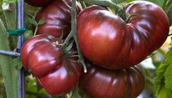 Характеристика и описание сорта томата сосулька розовая