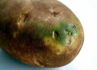 Причины, почему картофель плохо растет на огороде и что делать