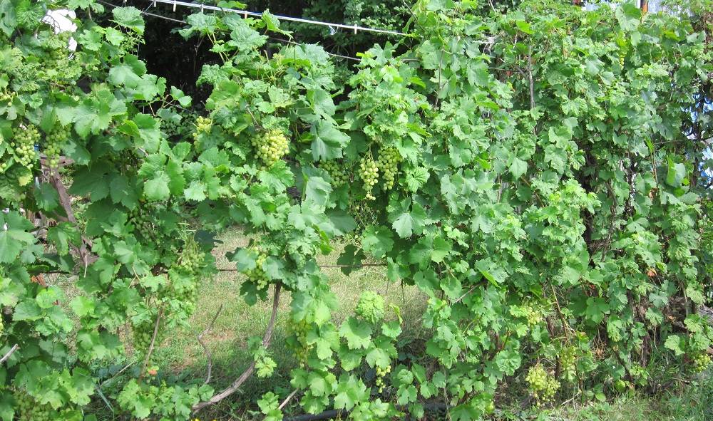 Характеритика и описание винограда «алешенькин»