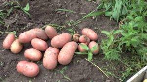 Средняя урожайность картофеля с гектара по регионам россии