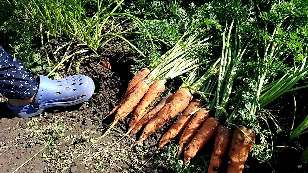 Особенности сорта моркови канада и описание плодов