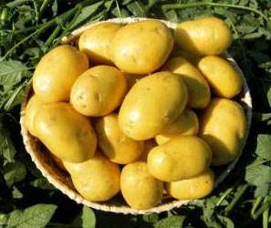 Описание сорта картофеля Наташа, его характеристика и урожайность