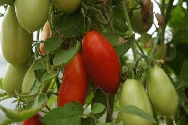 Прекрасный сорт для консервации и различных блюд — томат «дамские пальчики»: выращиваем самостоятельно