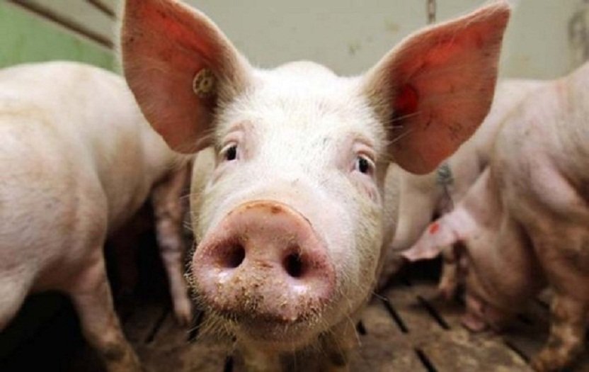 Африканская чума свиней — признаки заболевания