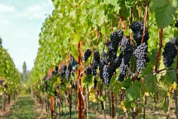 Виноград «пино»: разновидности сорта и правила выращивания