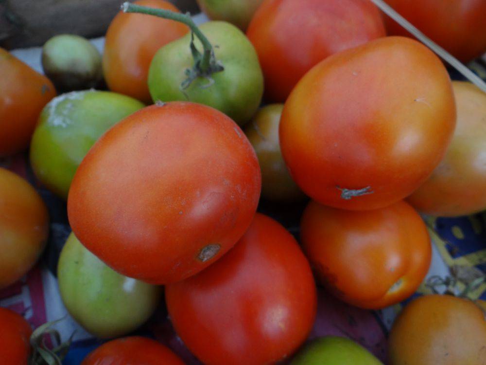 Характеристика и описание сорта томата Мандаринка, его урожайность