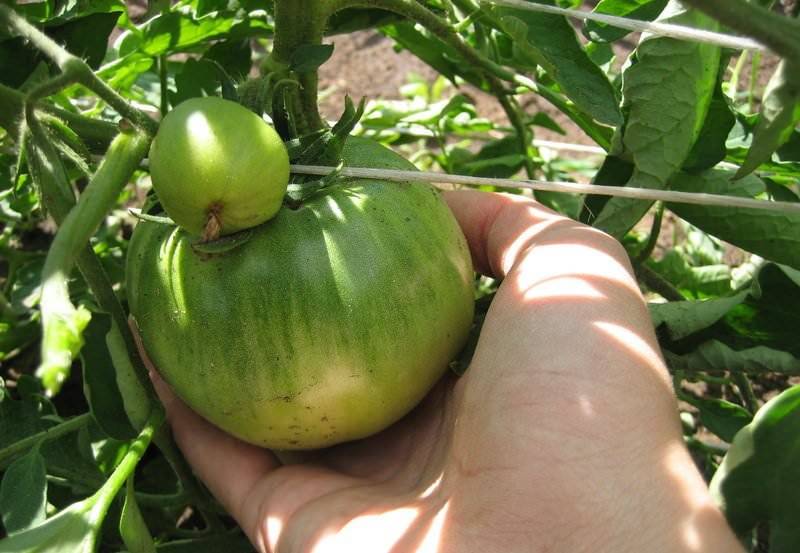 Хорошие помидоры с высокой урожайностью «сахарный бизон»: описание сорта, характеристики, рекомендации
