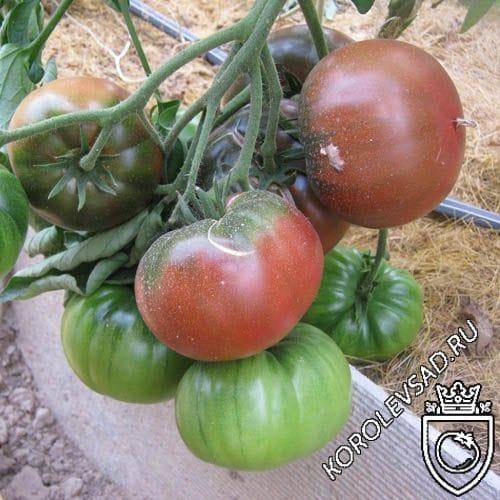 Сорт томата «черный барон»: описание, характеристика, посев на рассаду, подкормка, урожайность, фото, видео и самые распространенные болезни томатов