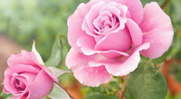 Подготовка розы к зиме — правила обрезки и чем укрыть розы на зиму