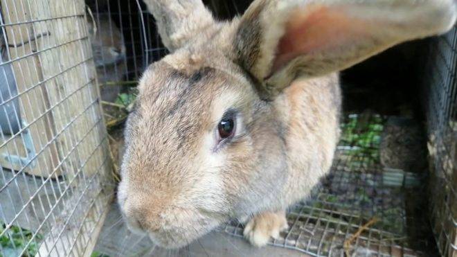 Болезни кроликов, опасные для человека: описание, фото, лечение