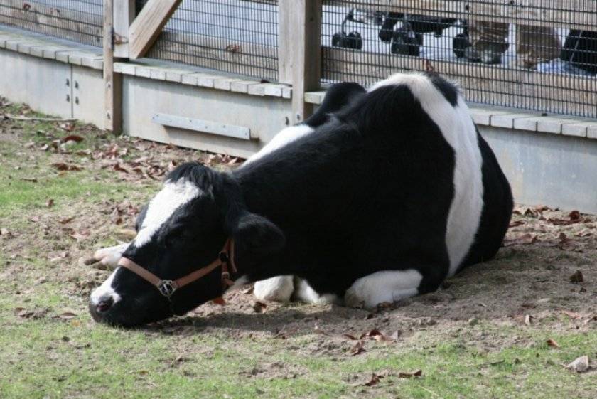 Коровья оспа: правила лечения, методы профилактики, симптомы заболевания