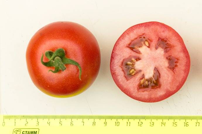 «любаша»: описание гибрида томатов ультрараннего срока созревания