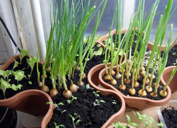 Выращивание укропа из семян в домашних условиях