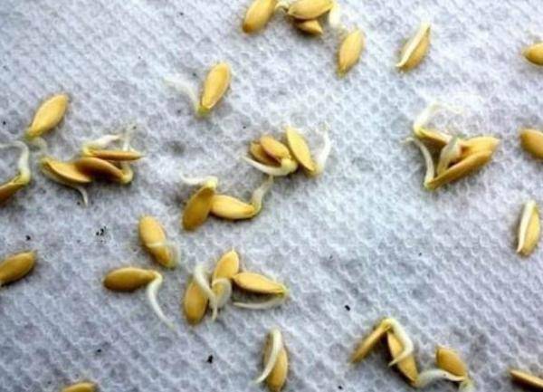 Нужно ли замачивать обработанные семена огурцов и как это делать