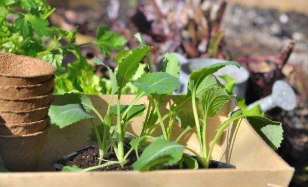 Как выращивать цветную капусту в открытом грунте без рассады