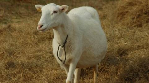 Беременность овец: как определить и сколько длится?