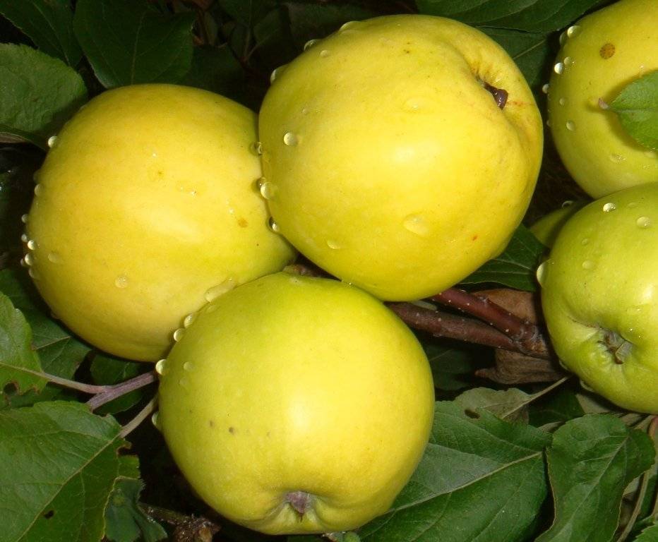 Описание сорта яблони Элиза и ее преимущества, урожайность и регионы выращивания