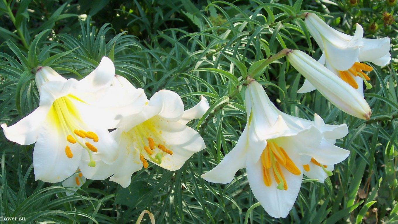 Правила выращивания лилии: посадка и уход в открытом грунте, в саду, фото