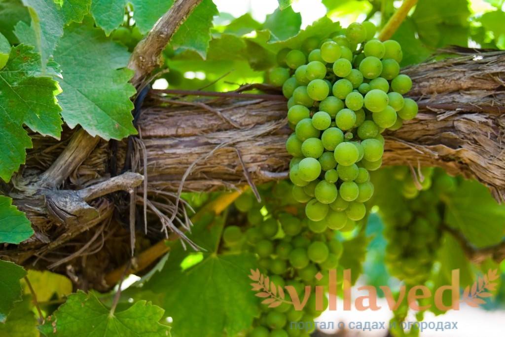 Молодой сорт для тех, кто любит послаще — виноград «розмус»