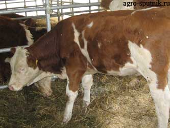 Парагрипп-3 крупного рогатого скота (пг-3 крс) — возбудитель, симптомы и лечение, профилактика