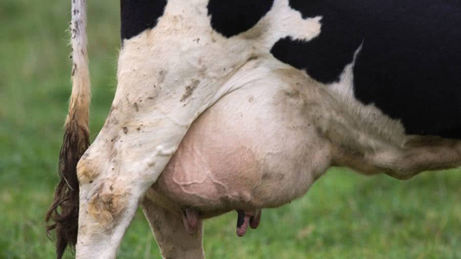 Как и чем лечить мастит у коровы в домашних условиях?